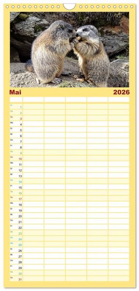 Produktbild: Familienplaner 2026 - Und ewig pfeift das Murmeltier mit 5 Spalten (Wandkalender, 21 x 45 cm) CALVENDO