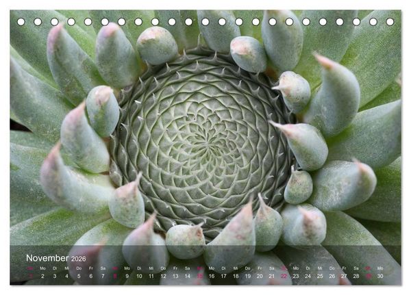 Produktbild: Sukkulenten in Haus und Garten (Tischkalender 2026 DIN A5 quer), CALVENDO Monatskalender