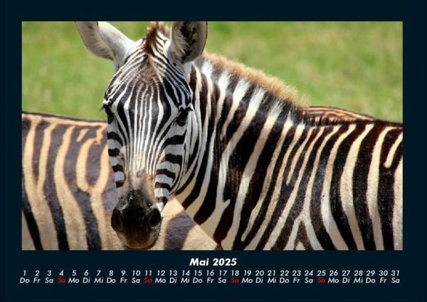 Produktbild: Zebrazauber 2025 Fotokalender DIN A4