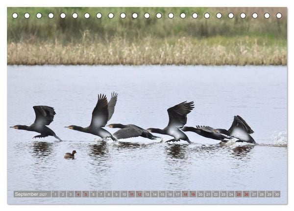 Produktbild: V&ouml;gel im Fluge - Ocells en vol (Tischkalender 2027 DIN A5 quer), CALVENDO Monatskalender