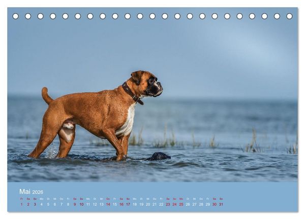 Produktbild: Fantastische Boxer - Sieger der Herzen (Tischkalender 2026 DIN A5 quer), CALVENDO Monatskalender