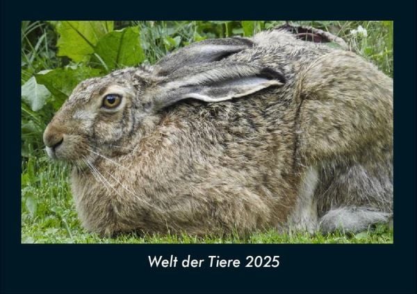 Produktbild: Welt der Tiere 2025 Fotokalender DIN A4