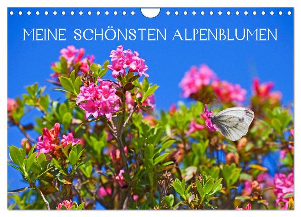 Produktbild: Meine sch&ouml;nsten Alpenblumen (Wandkalender 2026 DIN A4 quer), CALVENDO Monatskalender