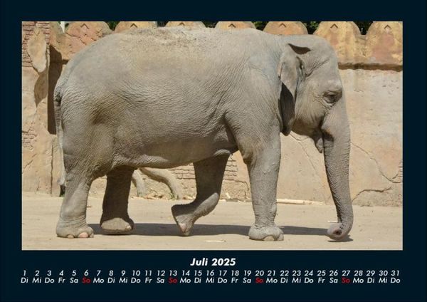 Produktbild: Elefanten - Die sanften Riesen Afrikas 2025 Fotokalender DIN A4
