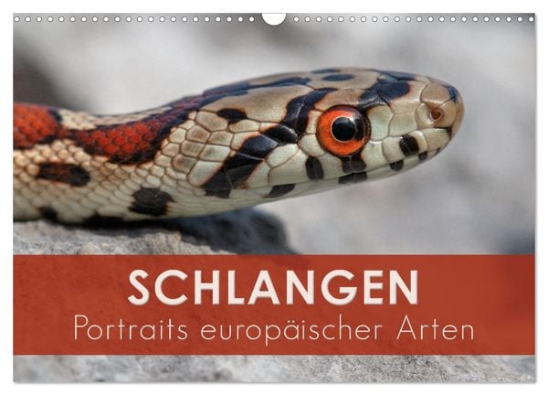 Schlangen - Portraits europäischer Arten (Wandkalender 2026 DIN A3 quer), CALVENDO Monatskalender