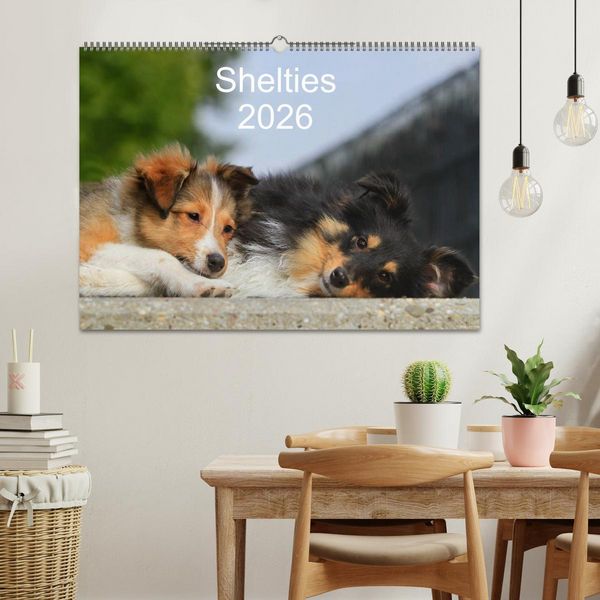 Produktbild: Shelties 2026 (Wandkalender 2026 DIN A2 quer), CALVENDO Monatskalender