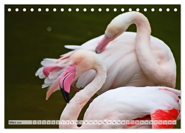 Produktbild: Flamingo Zauber (Tischkalender 2026 DIN A5 quer), CALVENDO Monatskalender