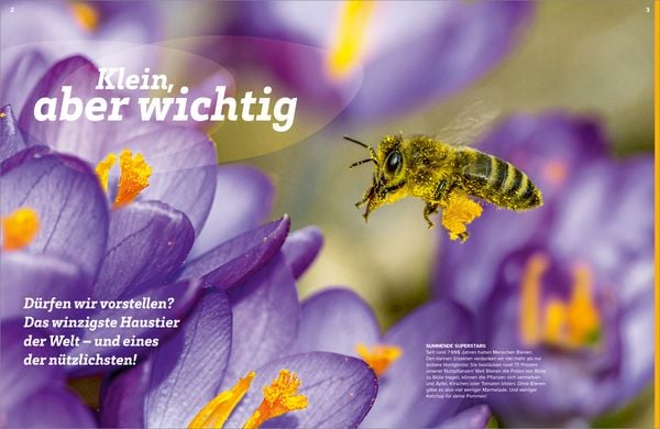 Produktbild: WAS IST WAS Bienen. Summende Genies