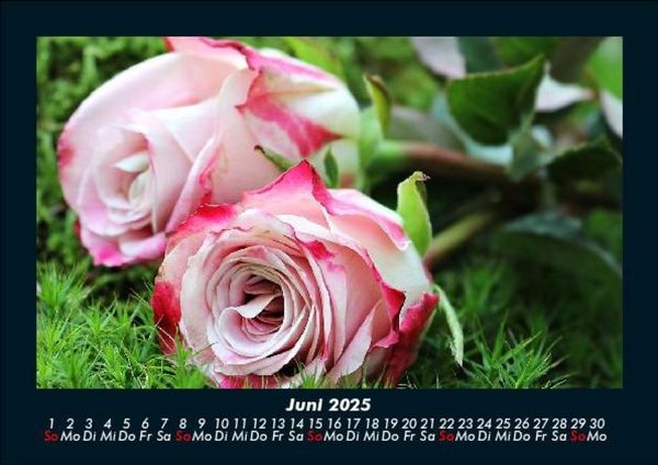 Produktbild: Rosen-Kalender 2025 Fotokalender DIN A5