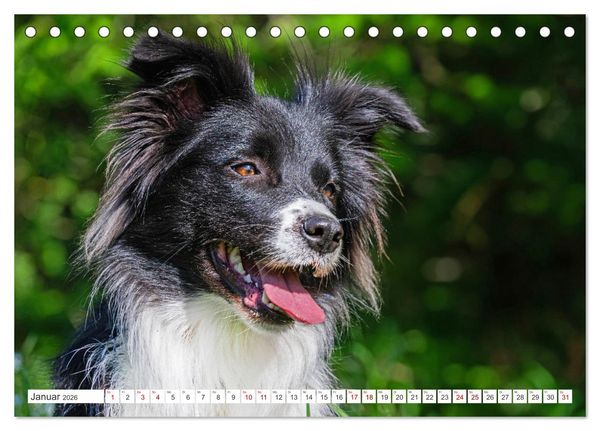 Produktbild: Border Collie - Das Universalgenie unter den Hunden (Tischkalender 2026 DIN A5 quer), CALVENDO Monatskalender