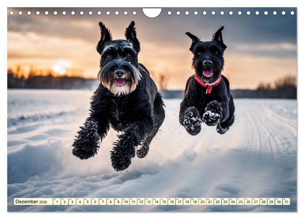 Produktbild: Schnauzer - vielseitige Allrounder (Wandkalender 2026 DIN A4 quer), CALVENDO Monatskalender