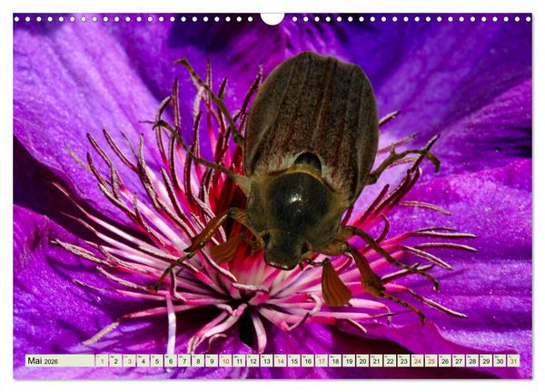 Produktbild: Farbenpracht der Insekten (Wandkalender 2026 DIN A3 quer), CALVENDO Monatskalender