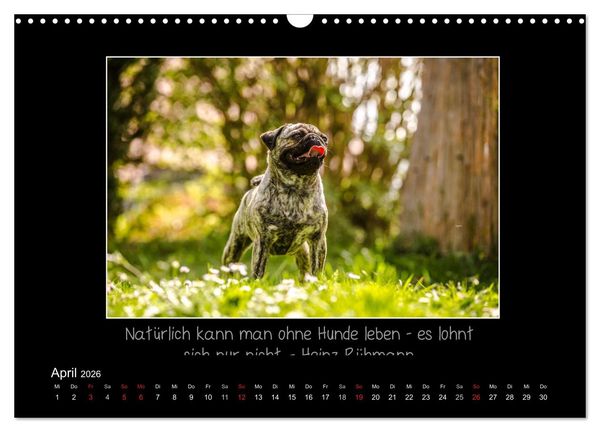 Produktbild: M&ouml;pse 2026 (Wandkalender 2026 DIN A3 quer), CALVENDO Monatskalender