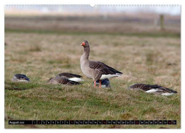 Produktbild: Gefiederte Sch&ouml;nheiten - Wildg&auml;nse in Norddeutschland (Wandkalender 2026 DIN A2 quer), CALVENDO Monatskalender