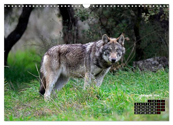 Produktbild: Willkommen Wolf (Wandkalender 2026 DIN A3 quer), CALVENDO Monatskalender