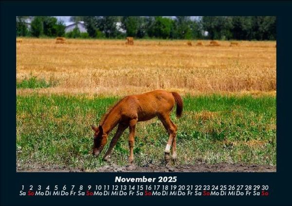 Produktbild: Pferde Kalender 2025 Fotokalender DIN A5