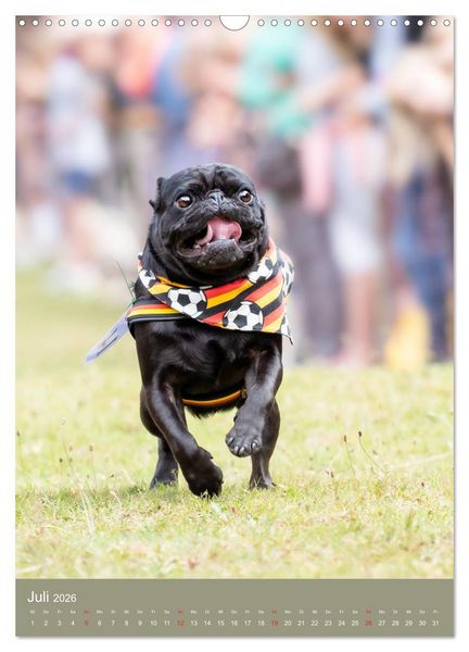 Produktbild: Mops-Rennen (Wandkalender 2026 DIN A3 hoch), CALVENDO Monatskalender