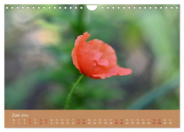 Produktbild: Der Zauber steckt immer im Detail (Wandkalender 2026 DIN A4 quer), CALVENDO Monatskalender