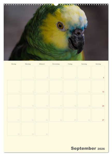 Produktbild: Kunterbunter Papageien-Planer (hochwertiger Premium Wandkalender 2026 DIN A2 hoch), Kunstdruck in Hochglanz