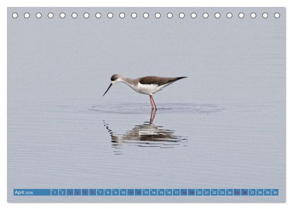 Produktbild: V&ouml;gel der Algarve (Tischkalender 2026 DIN A5 quer), CALVENDO Monatskalender