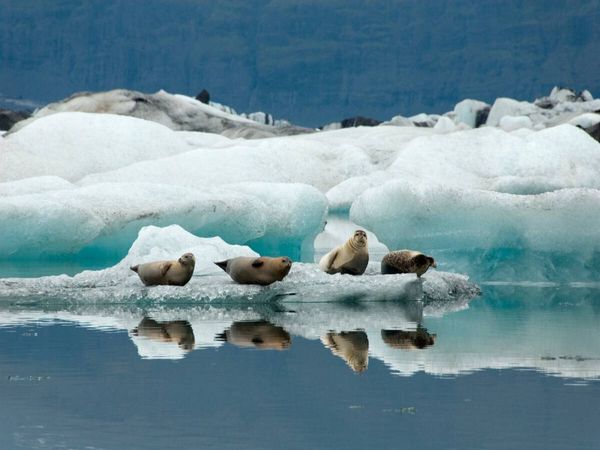 Produktbild: CALVENDO Puzzle Seehunde im J&ouml;kulsarlon | 1000 Teile Lege-Gr&ouml;&szlig;e 64x48cm Foto-Puzzle f&uuml;r gl&uuml;ckliche Stunden
