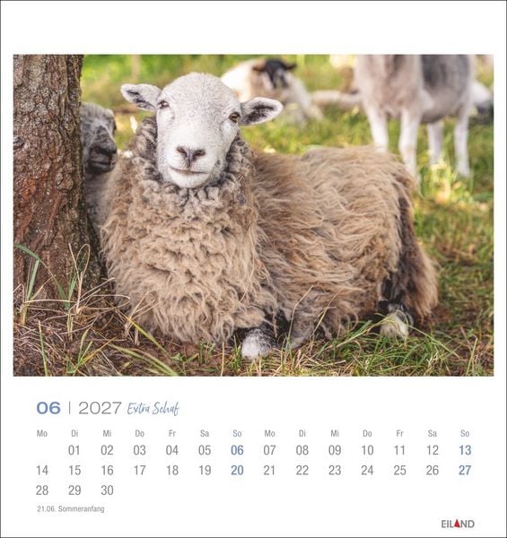 Produktbild: Extra Schaf Postkartenkalender 2027