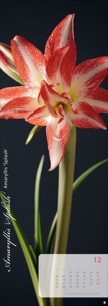 Produktbild: Magic Flowers Vertical Kalender 2027
