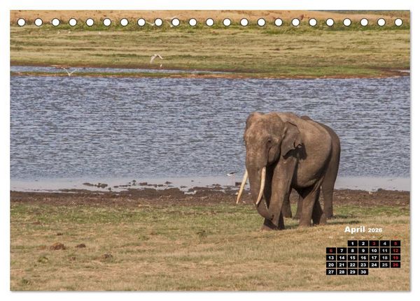 Produktbild: Bedrohte Riesen - Elefanten in Sri Lanka (Tischkalender 2026 DIN A5 quer), CALVENDO Monatskalender
