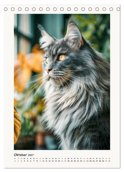 Produktbild: Main-Coon-Katzen. Sanfte Riesen im Gr&uuml;nen (Tischkalender 2027 DIN A5 hoch), CALVENDO Monatskalender