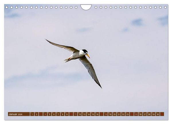 Produktbild: Die Vogelwelt der Camargue (Wandkalender 2026 DIN A4 quer), CALVENDO Monatskalender
