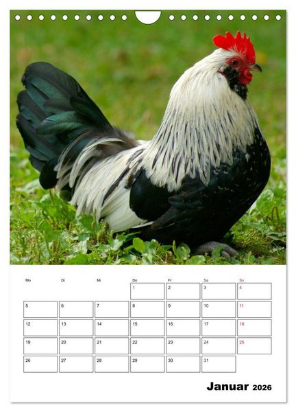 Produktbild: H&uuml;hner Terminplaner (Wandkalender 2026 DIN A4 hoch), CALVENDO Monatskalender