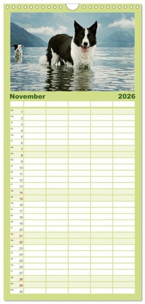 Produktbild: Familienplaner 2026 - Der Bordercollie-Kalender mit 5 Spalten (Wandkalender, 21 x 45 cm) CALVENDO
