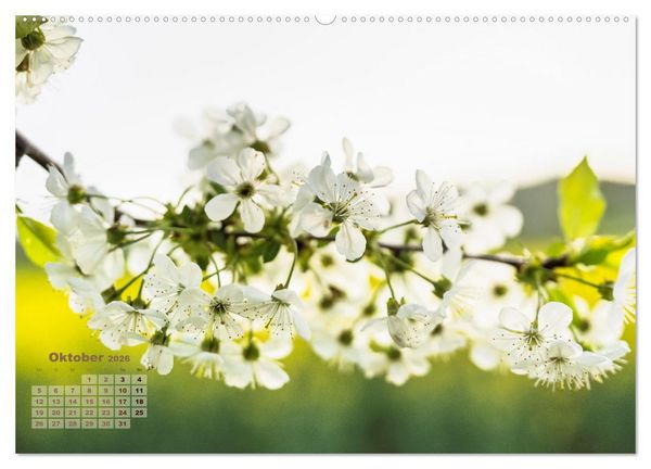 Produktbild: Fr&uuml;hlingstr&auml;ume in Wei&szlig; (hochwertiger Premium Wandkalender 2026 DIN A2 quer), Kunstdruck in Hochglanz