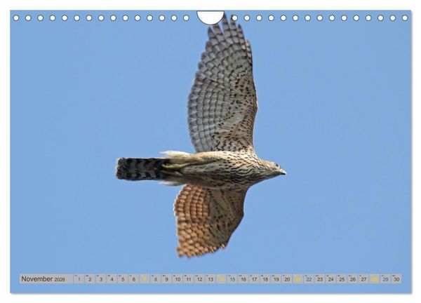 Produktbild: Habicht - aus dem Leben eines imposanten Greifvogels (Wandkalender 2026 DIN A4 quer), CALVENDO Monatskalender