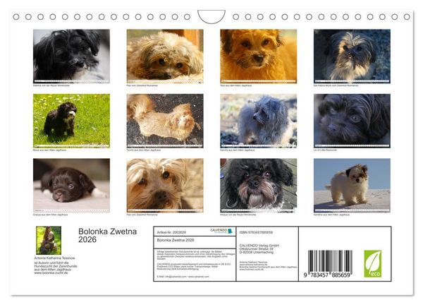 Produktbild: Bolonka Zwetna 2026 (Wandkalender 2026 DIN A4 quer), CALVENDO Monatskalender