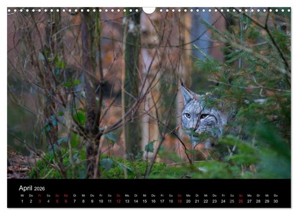 Produktbild: Der Luchs (Wandkalender 2026 DIN A3 quer), CALVENDO Monatskalender