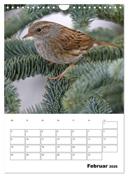 Produktbild: Bezaubernde V&ouml;gel im heimischen Garten (Wandkalender 2026 DIN A4 hoch), CALVENDO Monatskalender