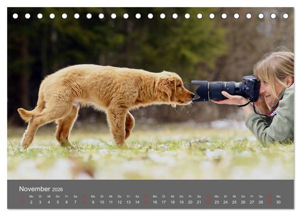 Produktbild: Chesley Kleiner Hund grosse Abenteuer (Tischkalender 2026 DIN A5 quer), CALVENDO Monatskalender