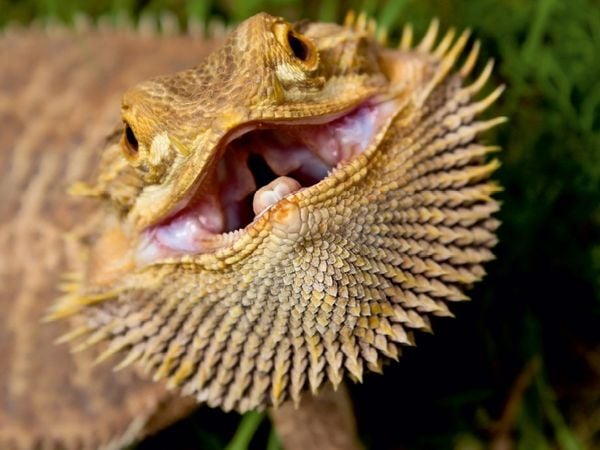 Produktbild: CALVENDO Puzzle Bartagame - S&uuml;daustralien 1000 Teile Puzzle quer | 1000 Teile Lege-Gr&ouml;&szlig;e 64 &times; 48 cm Foto-Puzzle f&uuml;r gl&uuml;ckliche Stunden