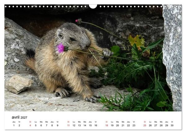 Produktbild: Le monde des marmottes en Haute Maurienne (Calendrier mural 2027 DIN A3 vertical), CALVENDO calendrier mensuel