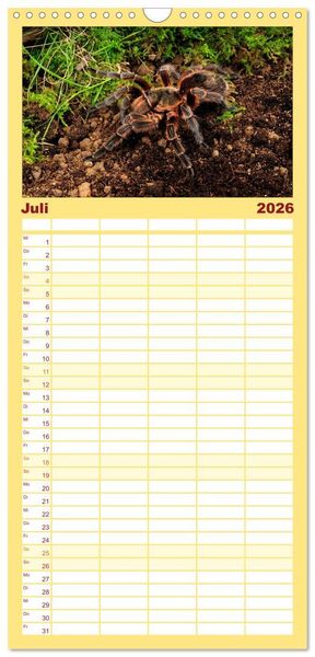 Produktbild: Familienplaner 2026 - Vogelspinnen - Tarantulas mit 5 Spalten (Wandkalender, 21 x 45 cm) CALVENDO