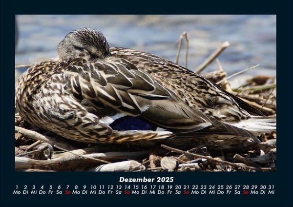 Produktbild: Enten 2025 Fotokalender DIN A4
