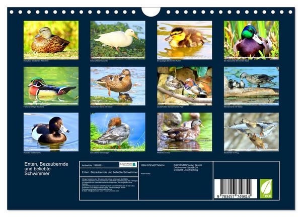 Produktbild: Enten. Bezaubernde und beliebte Schwimmer (Wandkalender 2026 DIN A4 quer), CALVENDO Monatskalender