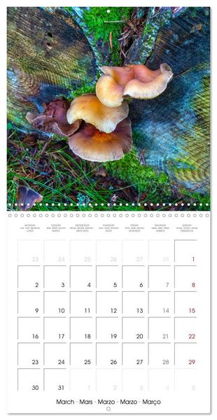 Produktbild: Champignons grignot&eacute;s (Calendrier mural carr&eacute; 2026 30x30 cm) Calendrier double avec une page pour vos prises de notes