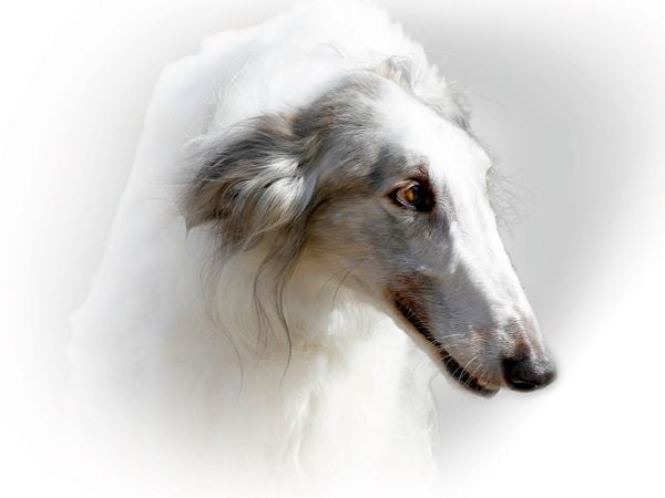 Produktbild: CALVENDO Puzzle Barsoi (Russischer Windhund) | 1000 Teile Lege-Gr&ouml;&szlig;e 64x48cm Foto-Puzzle f&uuml;r gl&uuml;ckliche Stunden