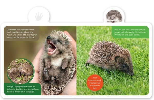 Produktbild: Der Igel