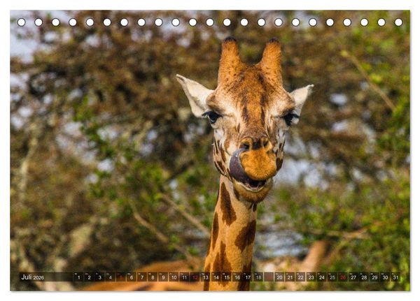 Produktbild: blick kontakt mit tieren im &ouml;stlichen und s&uuml;dlichen afrika (Tischkalender 2026 DIN A5 quer), CALVENDO Monatskalender