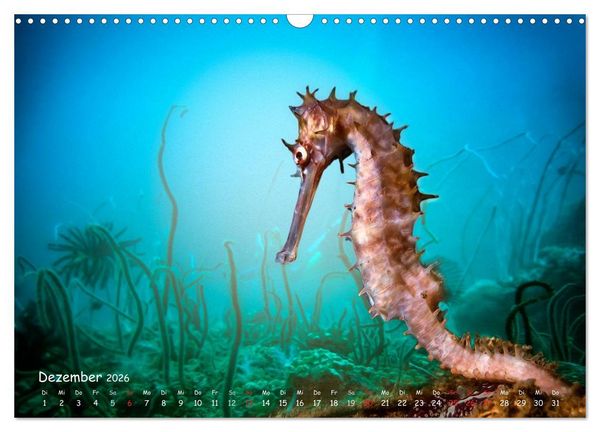 Produktbild: Hippocampus oder einfach nur Seepferdchen (Wandkalender 2026 DIN A3 quer), CALVENDO Monatskalender
