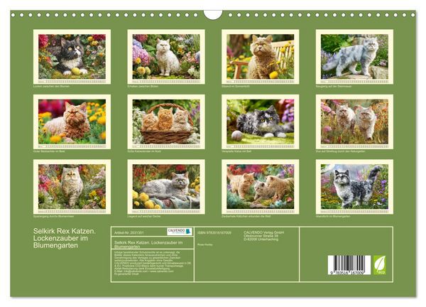 Produktbild: Selkirk Rex Katzen. Lockenzauber im Blumengarten (Wandkalender 2026 DIN A3 quer), CALVENDO Monatskalender