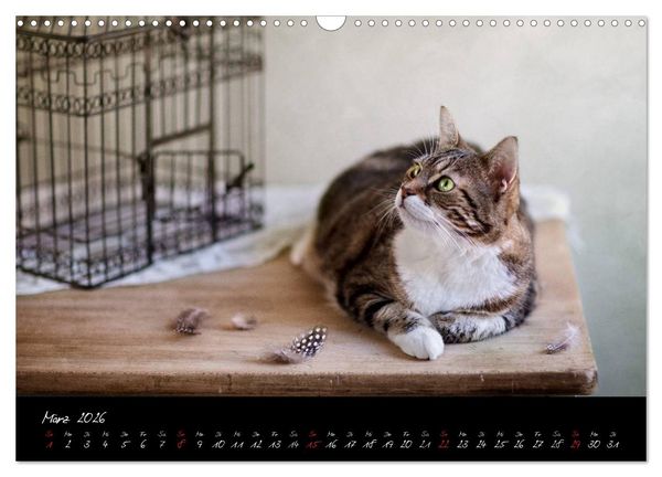 Produktbild: Katzen 2026 (Wandkalender 2026 DIN A3 quer), CALVENDO Monatskalender